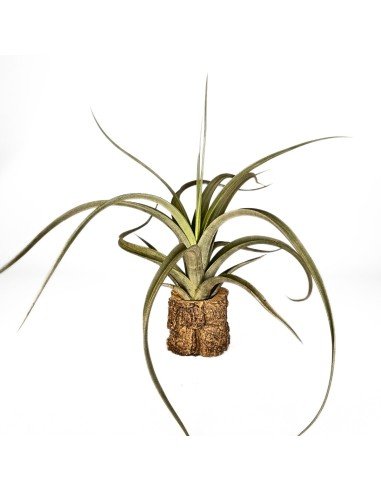 Tillandsia Concolor X Paucifolia