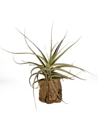 Tillandsia Ed Doherty