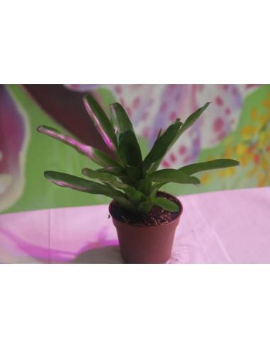 Neoregelia Narziss?