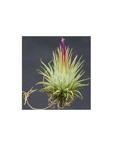 Ionantha Hazlenut Tillandsia | Ecoterrazas.com