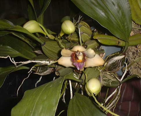 Bifrenaria orquidea