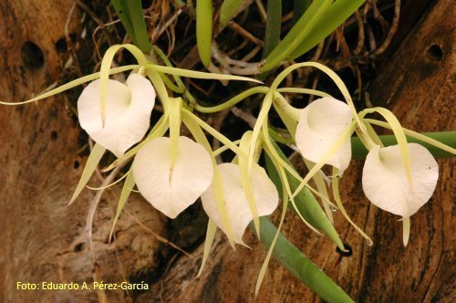 Brassavola orquidea