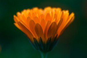 Calendula_officinalis_2