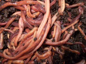 Californian_red_worms