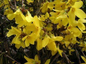 "Forsythia suspensa" 