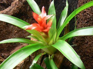 Guzmania