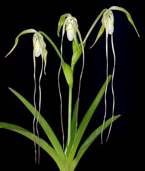 Phragmipedium orquidea