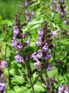 Salvia-officinalis-121-r