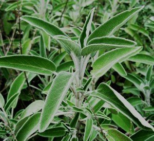 Salvia_officinalis_01_by_Line1