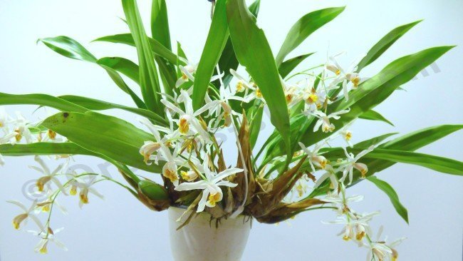 coelogyne orquidea