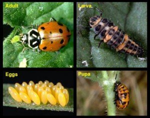 convergent_lady_beetle