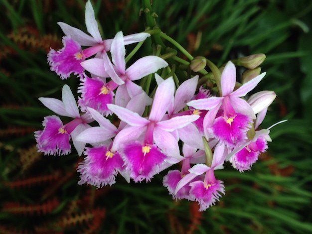 epidendrum orquidea