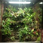 Natuterrario con plantas vivas y climatizado