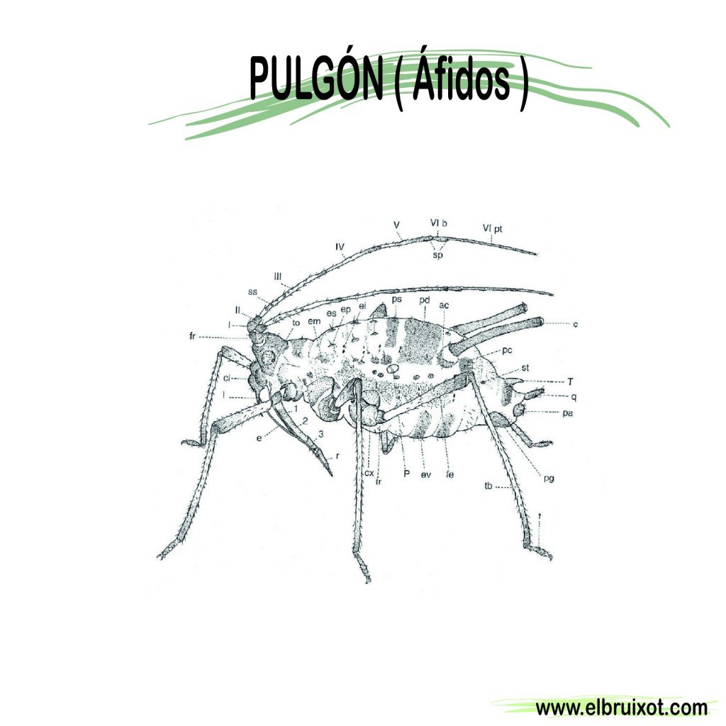 pulgon-01