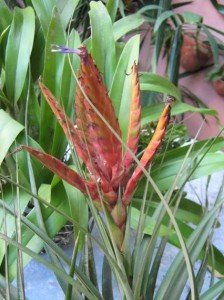 Tillandsia fasciculata